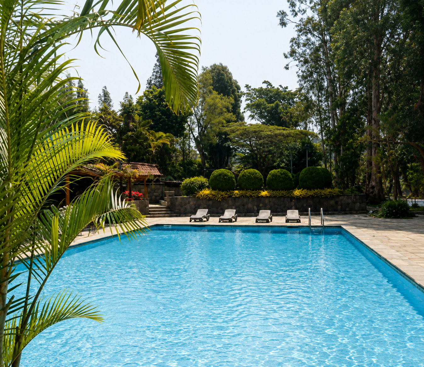 La piscina del club rodeada de palmeras